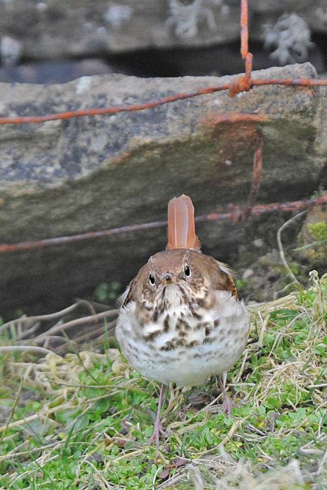 Rarity finders: Hermit Thrush on Noss - BirdGuides